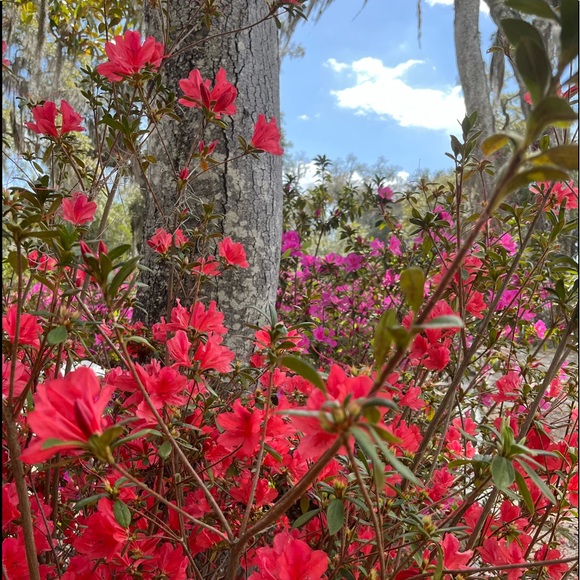 Meet your Poshmark Ambassador, Deb - Picture 9 of 16